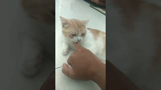 SERAMKUCING PEMAKAN JARI [upl. by Obala771]