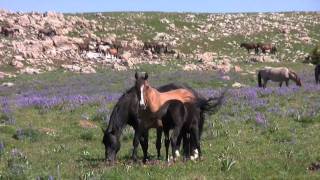 The Wild Horses of Pryor Mountain Montana [upl. by Notlew]