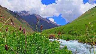 A Serene Mountain Landscape featuring a Flowing Stream with Clementsia semenovii plant in the [upl. by Lynden]