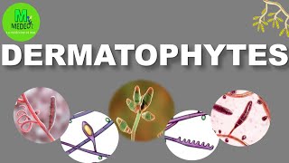 DERMATOPHYTOSES cours de parasitologiemycologie médicale [upl. by Nylak48]