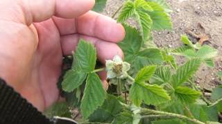 Berry Garden Boysenberry Tayberry Olallieberry Gooseberry [upl. by Halyk37]