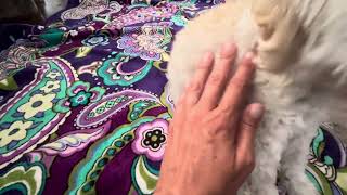 ASMR Whispering and Puppy Cuddles [upl. by Kellyn255]