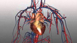 The Heart and Major Vessels  PART 1  Anatomy Tutorial [upl. by Eerual]