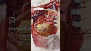 Lymphatic of the Breast An informative series amp an excellent infomercial about the lymphatic system [upl. by Sidran]