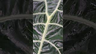 華生觀音蓮 Alocasia Watsoniana plants alocasia 植物 [upl. by Juan934]