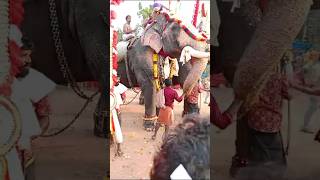 Mangalamkunnu Ayyappan amp Ambadi Balanelephantlovers pooramloversheadlifting [upl. by Naoj926]