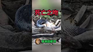 蛇想，我只要再爭取些時間，就能贏 wildanimals wildlife animal foryou nature animals wild 動物 華哥説動物 snake [upl. by Nedmac]