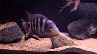 CICHLID PROFILE AMPHILOPHUS HOGABOOMORUM [upl. by Hayila]