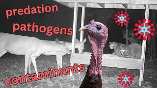 What we know about the effects of feeders on wild turkeys  Ep 46 [upl. by Elumas777]