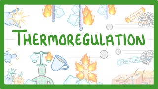 GCSE Biology  How We Control Our Body Temperature 55 [upl. by Oilime]