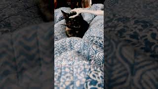 babaloothecat babaloo catshorts catsofyoutube catvideos [upl. by Felix]