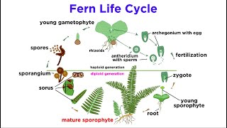 Ferns The Emergence of Roots and Stems [upl. by Marris]