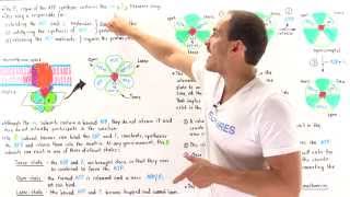 Mechanism of ATP Synthase [upl. by Llovera565]