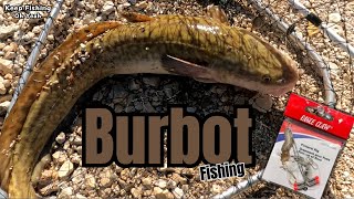 Burbot Fishing using PRig  First Time catch [upl. by Eimarrej300]