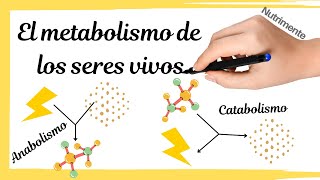 El METABOLISMO de los seres vivos ANABOLISMO y CATABOLISMO [upl. by Arica565]