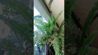 Boston fern garden മനോഹരമാക്കൻ ഈ plant നട്ടു പിടിപ്പിക്കു pleasesubscribemychannel [upl. by Kong]