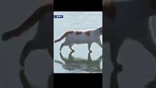 cat is walking on frozen Han river  hanriver catkorea [upl. by Aidam]