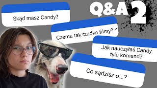 Odpowiadam na pytania o Candy😳 Jak wygląda życie z border collie  QampA 2  HienaTeam✨ [upl. by Aikem]