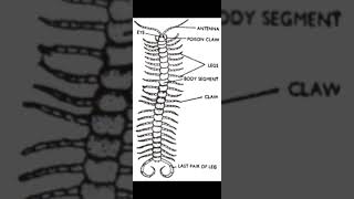 Structure of the Chilopoda anatomy [upl. by Nitza]