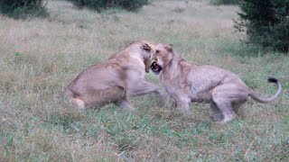 Interesting LION Behaviour a LEOPARD and ELEPHANTS [upl. by Ydnolem202]