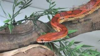 Pantherophis guttatus Cobra do milho  Cornsnake [upl. by Aidualc]