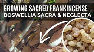 Ancient Medicinal Tree you Should be Growing  Frankincense [upl. by Obadias]