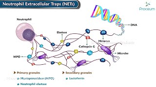 4 Neutrophil Extracellular Traps NETs Animation  Inflammation Pathology [upl. by Sirromal]