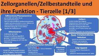 Zellorganellen und ihre Funktion Zellbestandteile tierischer Zellen  Aufbau Zelle Biologie [upl. by Valentina852]