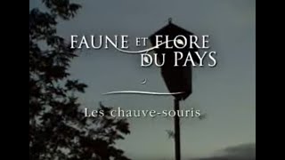 Les chauvessouris 60 secondes [upl. by Hras]