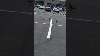 Birds in Catonsville Maryland [upl. by Georgianna282]