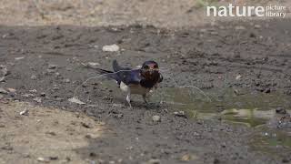 Barn swallow gathering mud and horse hair for nest building Guildford Surrey UK [upl. by Morice413]