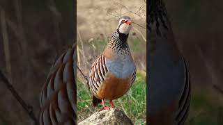 Bird Sounds  The Redlegged Partridge Call  Birds Under Threat [upl. by Aseret]