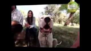 DOGO ARGENTINO EL MEJOR EN ANIMAL PLANET [upl. by Wiedmann]