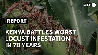 Kenya battles devastating locust infestation  AFP [upl. by Eneirda89]