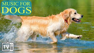 Music for Dogs Happy  DOG TV Best Video to Prevent Boredom and Anxiety for Dog With Calming Music [upl. by Ocinom]