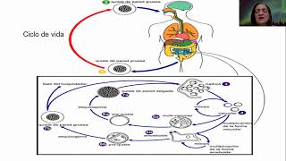 Clase Tutorial del parásito Blastocystis sPP por la maestra Ramona A Hernández T [upl. by Ytoc]