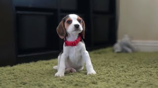 Cute beagle puppy from 8 weeks to 3 months [upl. by Richers]