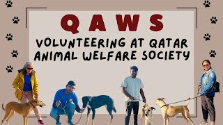 Volunteering Day at Qatar Animal Welfare Society QAWS [upl. by Corabella]