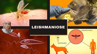 Leishmaniose [upl. by Czarra]