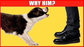 Why Dogs Bark at Some Strangers but Not Others [upl. by Jehoash842]