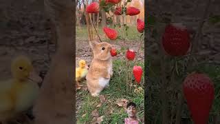 Bunnies eating strawberries rabbits bunny rabbitbunny [upl. by Eckardt]