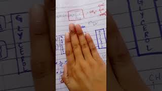 Phospholipid Structure  Chapter 17 Lippincott Biochemistry Part 1 [upl. by Aimak994]