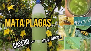 MATA todas las PLAGAS de tus plantas con el INSECTICIDA CASERO más eficaz pulgón mosca blanca ymas [upl. by Fridlund882]