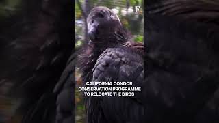 Critically Endangered California Condors To Be Reintroduced In Their Natural Habitat [upl. by Retsim]