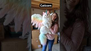 Caticorn💕 cat catlover catvideos catshow petshow [upl. by Bannon]