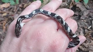 A Baby Black Rat Snake [upl. by Fiden391]