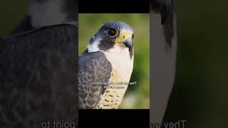 THE PEREGRINE FALCON nature shorts falcon [upl. by Esirahc]