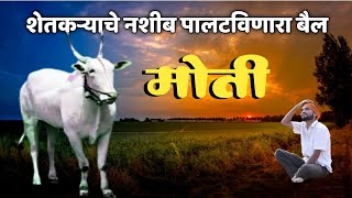 मोती  शेतकऱ्याचे नशीब पालटविणारा बैल  Moti  A bull that changes the fate of a farmer [upl. by Skippy]