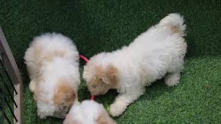 F1B Cockapoo Puppies Having Fun SD 480p [upl. by Bobseine]