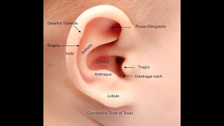 EAR ACUPUNCTURE  AURICULOTHERAPY 10 Points of Helix amp Antitragus [upl. by Karylin]